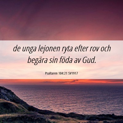 Picture 06 - Psaltaren 104:21 SV1917 - de unga lejonen ryta efter rov och begära sin - Bible Verse Picture