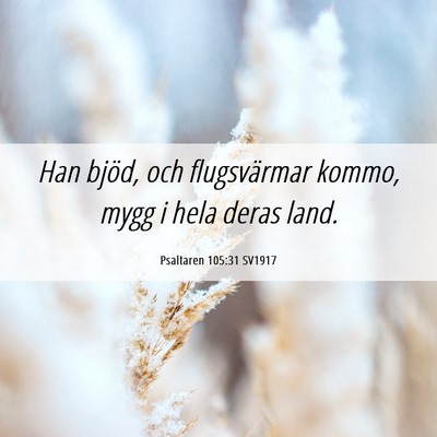 Picture 06 - Psaltaren 105:31 SV1917 - Han bjöd, och flugsvärmar kommo, mygg i hela - Bible Verse Picture