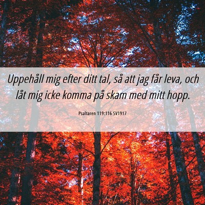 Picture 06 - Psaltaren 119:116 SV1917 - Uppehåll mig efter ditt tal, så att jag får - Bible Verse Picture