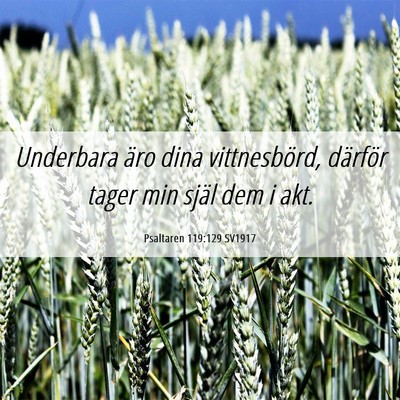 Picture 06 - Psaltaren 119:129 SV1917 - Underbara äro dina vittnesbörd, därför tager - Bible Verse Picture