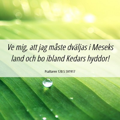 Picture 06 - Psaltaren 120:5 SV1917 - Ve mig, att jag måste dväljas i Meseks land och - Bible Verse Picture