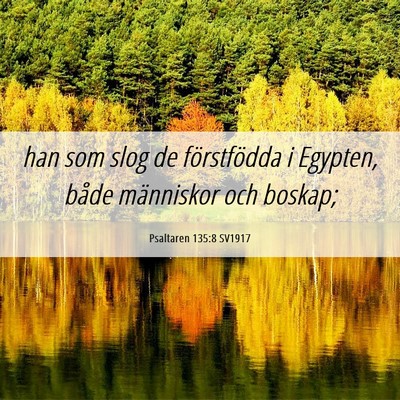 Picture 06 - Psaltaren 135:8 SV1917 - han som slog de förstfödda i Egypten, både - Bible Verse Picture