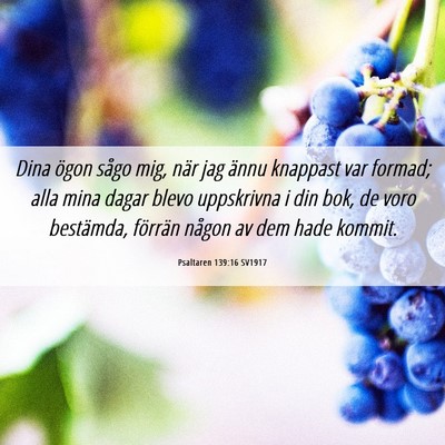 Picture 06 - Psaltaren 139:16 SV1917 - Dina ögon sågo mig, när jag ännu knappast var - Bible Verse Picture