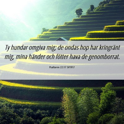 Picture 06 - Psaltaren 22:17 SV1917 - Ty hundar omgiva mig; de ondas hop har kringränt - Bible Verse Picture