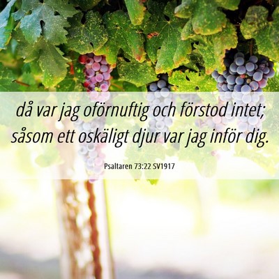Picture 06 - Psaltaren 73:22 SV1917 - då var jag oförnuftig och förstod intet; - Bible Verse Picture