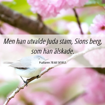 Picture 06 - Psaltaren 78:68 SV1917 - Men han utvalde Juda stam, Sions berg, som han - Bible Verse Picture