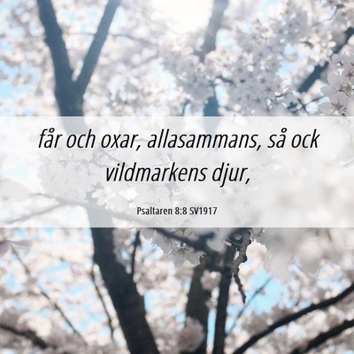 Picture 06 - Psaltaren 8:8 SV1917 - får och oxar, allasammans, så ock vildmarkens - Bible Verse Picture