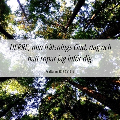 Picture 06 - Psaltaren 88:2 SV1917 - HERRE, min frälsnings Gud, dag och natt ropar - Bible Verse Picture