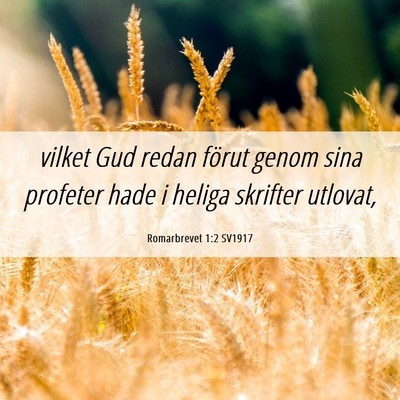 Picture 06 - Romarbrevet 1:2 SV1917 - vilket Gud redan förut genom sina profeter hade - Bible Verse Picture