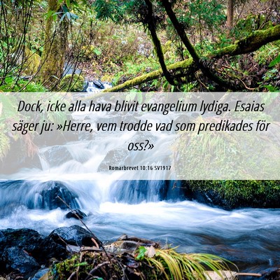 Picture 06 - Romarbrevet 10:16 SV1917 - Dock, icke alla hava blivit evangelium lydiga. - Bible Verse Picture
