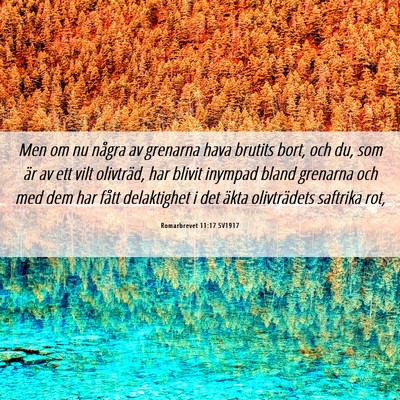 Picture 06 - Romarbrevet 11:17 SV1917 - Men om nu några av grenarna hava brutits bort, - Bible Verse Picture