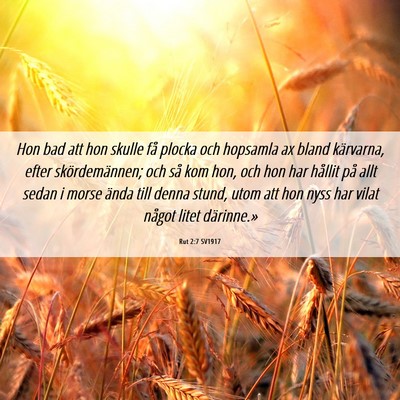 Picture 06 - Rut 2:7 SV1917 - Hon bad att hon skulle få plocka och hopsamla ax - Bible Verse Picture
