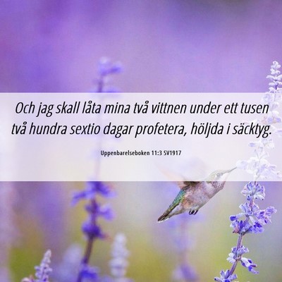 Picture 06 - Uppenbarelseboken 11:3 SV1917 - Och jag skall låta mina två vittnen under ett - Bible Verse Picture