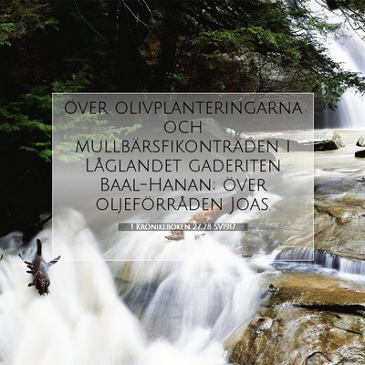 Picture 07 - 1 Krönikeboken 27:28 SV1917 - över olivplanteringarna och - Bible Verse Picture