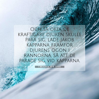 Picture 07 - 1 Mosebok 30:41 SV1917 - Och så ofta de kraftigare djuren skulle para - Bible Verse Picture