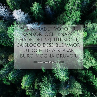 Picture 07 - 1 Mosebok 40:10 SV1917 - på vinträdet voro tre rankor, och knappt hade - Bible Verse Picture