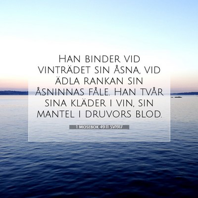 Picture 07 - 1 Mosebok 49:11 SV1917 - Han binder vid vinträdet sin åsna, vid ädla - Bible Verse Picture