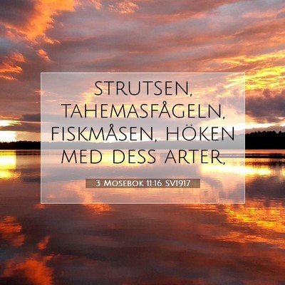 Picture 07 - 3 Mosebok 11:16 SV1917 - strutsen, tahemasfågeln, fiskmåsen, höken med - Bible Verse Picture