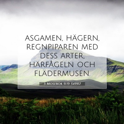 Picture 07 - 3 Mosebok 11:19 SV1917 - asgamen, hägern, regnpiparen med dess arter, - Bible Verse Picture