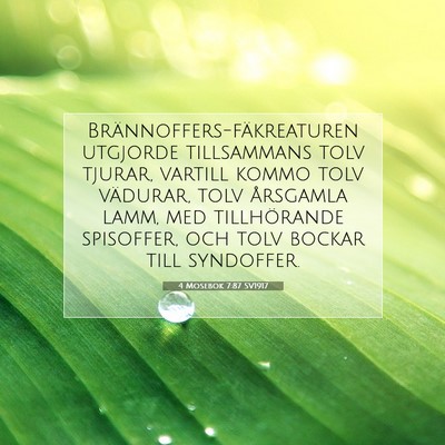Picture 07 - 4 Mosebok 7:87 SV1917 - Brännoffers-fäkreaturen utgjorde tillsammans - Bible Verse Picture