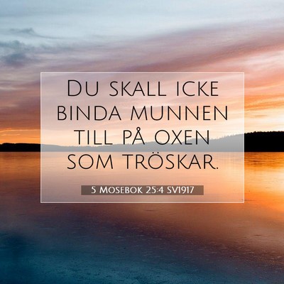 Picture 07 - 5 Mosebok 25:4 SV1917 - Du skall icke binda munnen till på oxen som - Bible Verse Picture