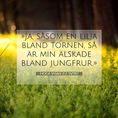 Picture 07 - Höga Visan 2:2 SV1917 - »Ja, såsom en lilja bland törnen, så är min - Bible Verse Picture
