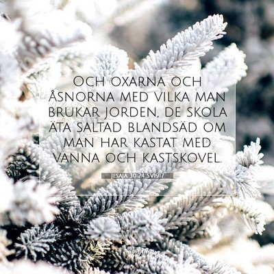 Picture 07 - Jesaja 30:24 SV1917 - Och oxarna och åsnorna med vilka man brukar - Bible Verse Picture