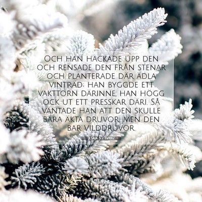 Picture 07 - Jesaja 5:2 SV1917 - Och han hackade upp den och rensade den från - Bible Verse Picture