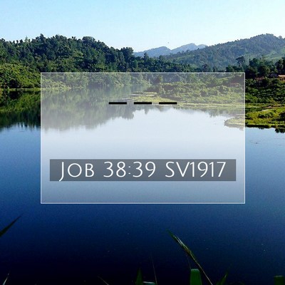 Picture 07 - Job 38:39 SV1917 -  - Bible Verse Picture