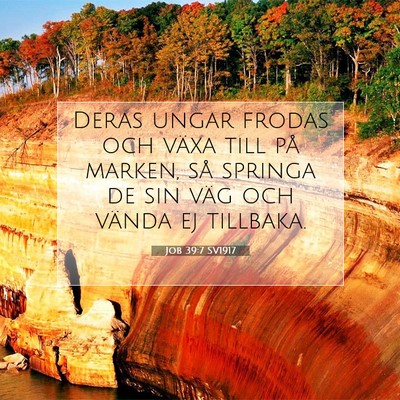Picture 07 - Job 39:7 SV1917 - Deras ungar frodas och växa till på marken, så - Bible Verse Picture