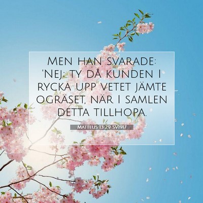 Picture 07 - Matteus 13:29 SV1917 - Men han svarade: 'Nej; ty då kunden I rycka upp - Bible Verse Picture