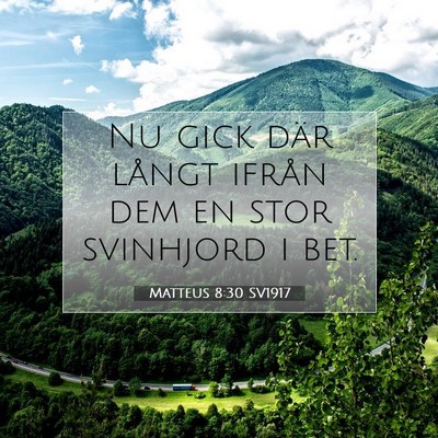 Picture 07 - Matteus 8:30 SV1917 - Nu gick där långt ifrån dem en stor svinhjord - Bible Verse Picture