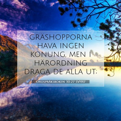 Picture 07 - Ordspråksboken 30:27 SV1917 - gräshopporna hava ingen konung, men i - Bible Verse Picture