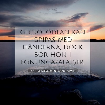 Picture 07 - Ordspråksboken 30:28 SV1917 - gecko-ödlan kan gripas med händerna, dock bor - Bible Verse Picture