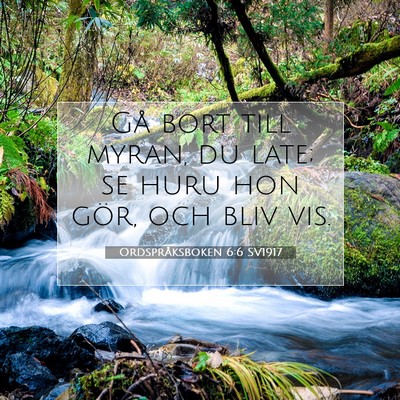Picture 07 - Ordspråksboken 6:6 SV1917 - Gå bort till myran, du late; se huru hon gör, - Bible Verse Picture