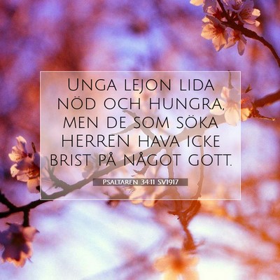 Picture 07 - Psaltaren 34:11 SV1917 - Unga lejon lida nöd och hungra, men de som söka - Bible Verse Picture