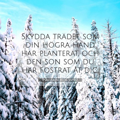 Picture 07 - Psaltaren 80:16 SV1917 - Skydda trädet som din högra hand har planterat, - Bible Verse Picture