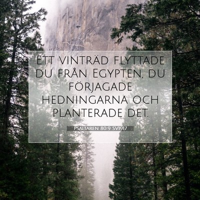 Picture 07 - Psaltaren 80:9 SV1917 - Ett vinträd flyttade du från Egypten, du - Bible Verse Picture