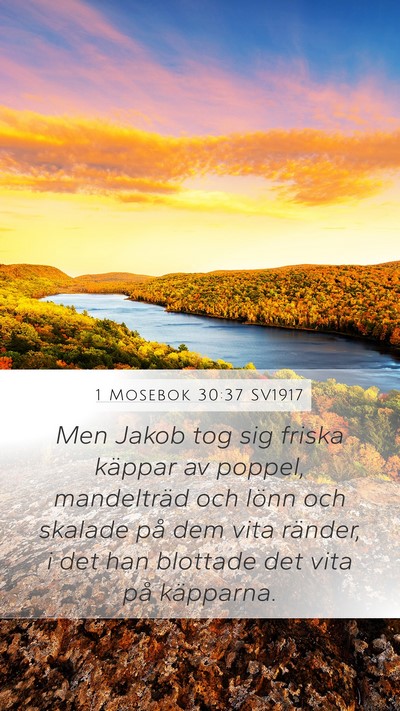 1 Mosebok 30:37 SV1917 Bible Verse Image