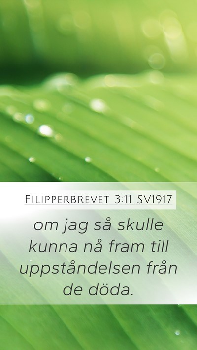Filipperbrevet 3:11 SV1917 Bible Verse Image