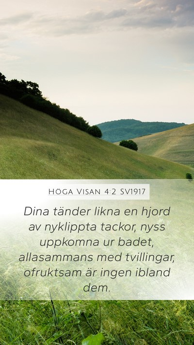 Höga Visan 4:2 SV1917 Mobile Phone Wallpaper - Dina tänder likna en hjord av nyklippta tackor, - Mobile Bible Verse Wallpaper