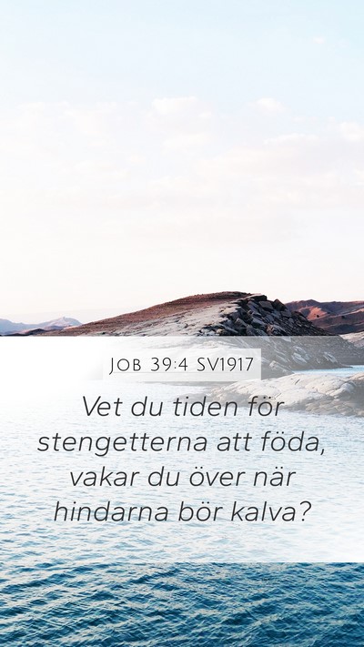 Job 39:4 SV1917 Bible Verse Image