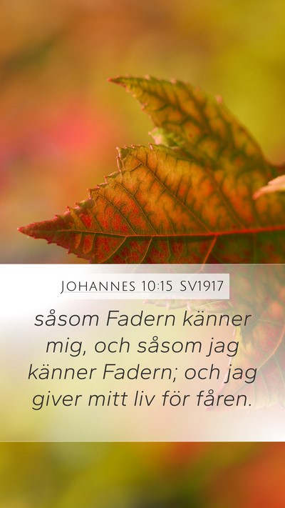 Johannes 10:15 SV1917 Bible Verse Image