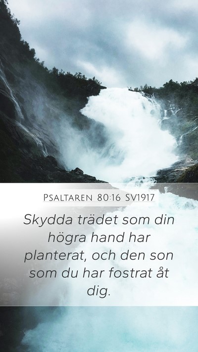 Psaltaren 80:16 SV1917 Bible Verse Image