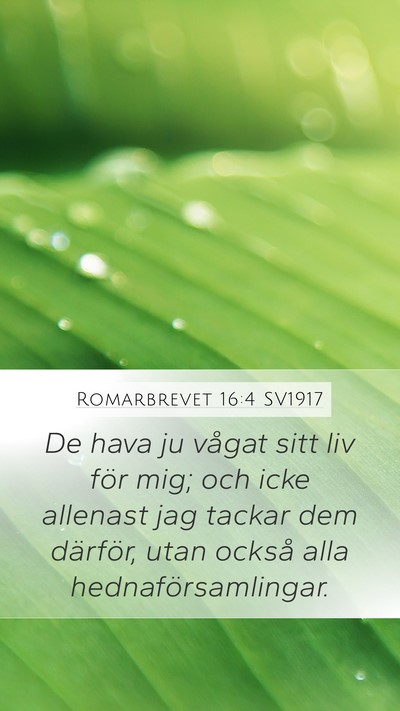 Romarbrevet 16:4 SV1917 Bible Verse Image