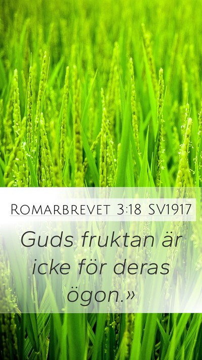 Romarbrevet 3:18 SV1917 Bible Verse Image
