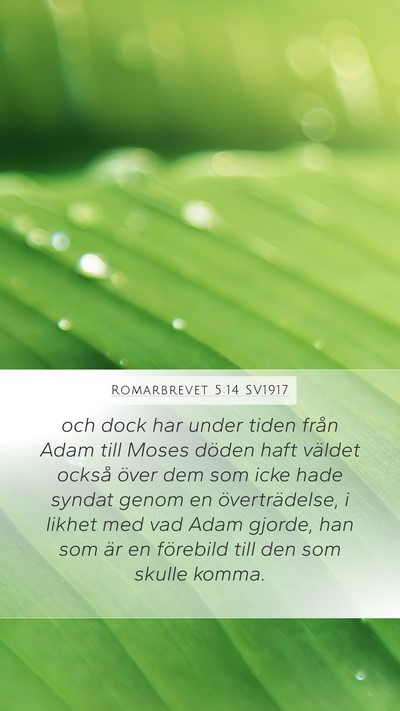 Romarbrevet 5:14 SV1917 Bible Verse Image