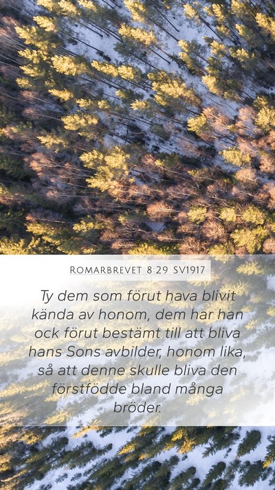 Romarbrevet 8:29 SV1917 Bible Verse Image
